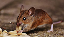 24 Hour & Emergency Exterminators in Millersville, MD